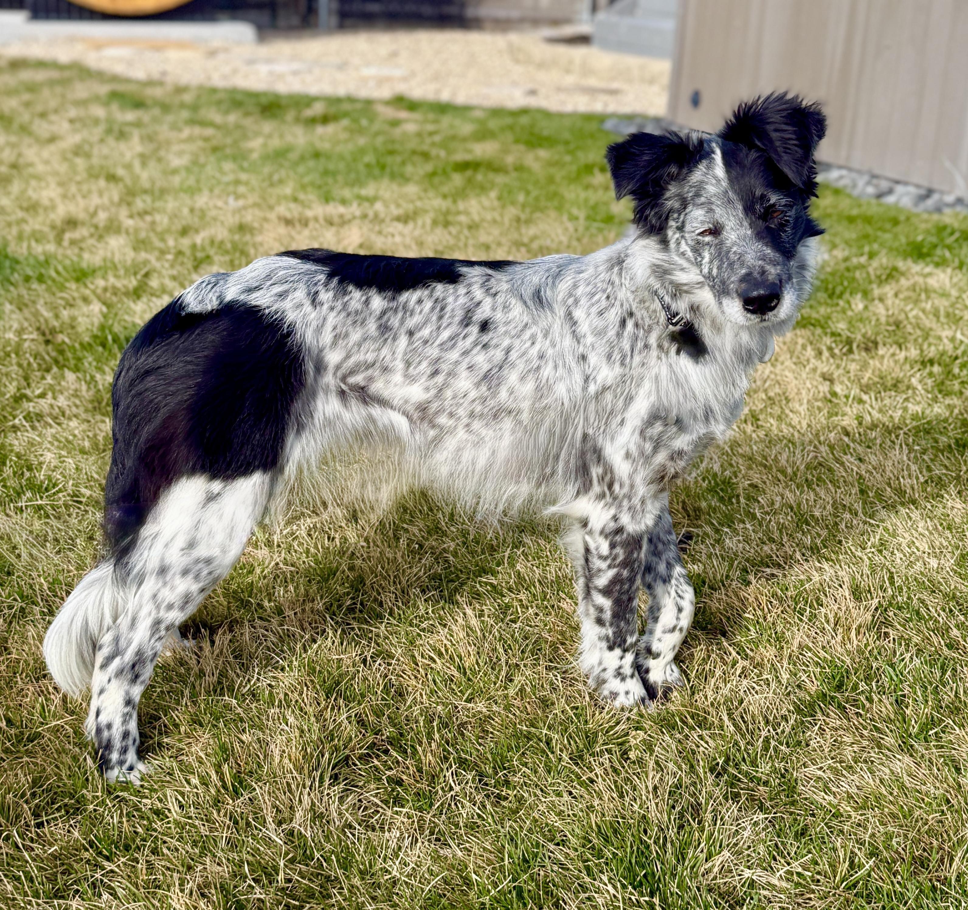 Enlarge Pepper, a Adoptable Australian Shepherd in Twin Falls, ID image 4/4