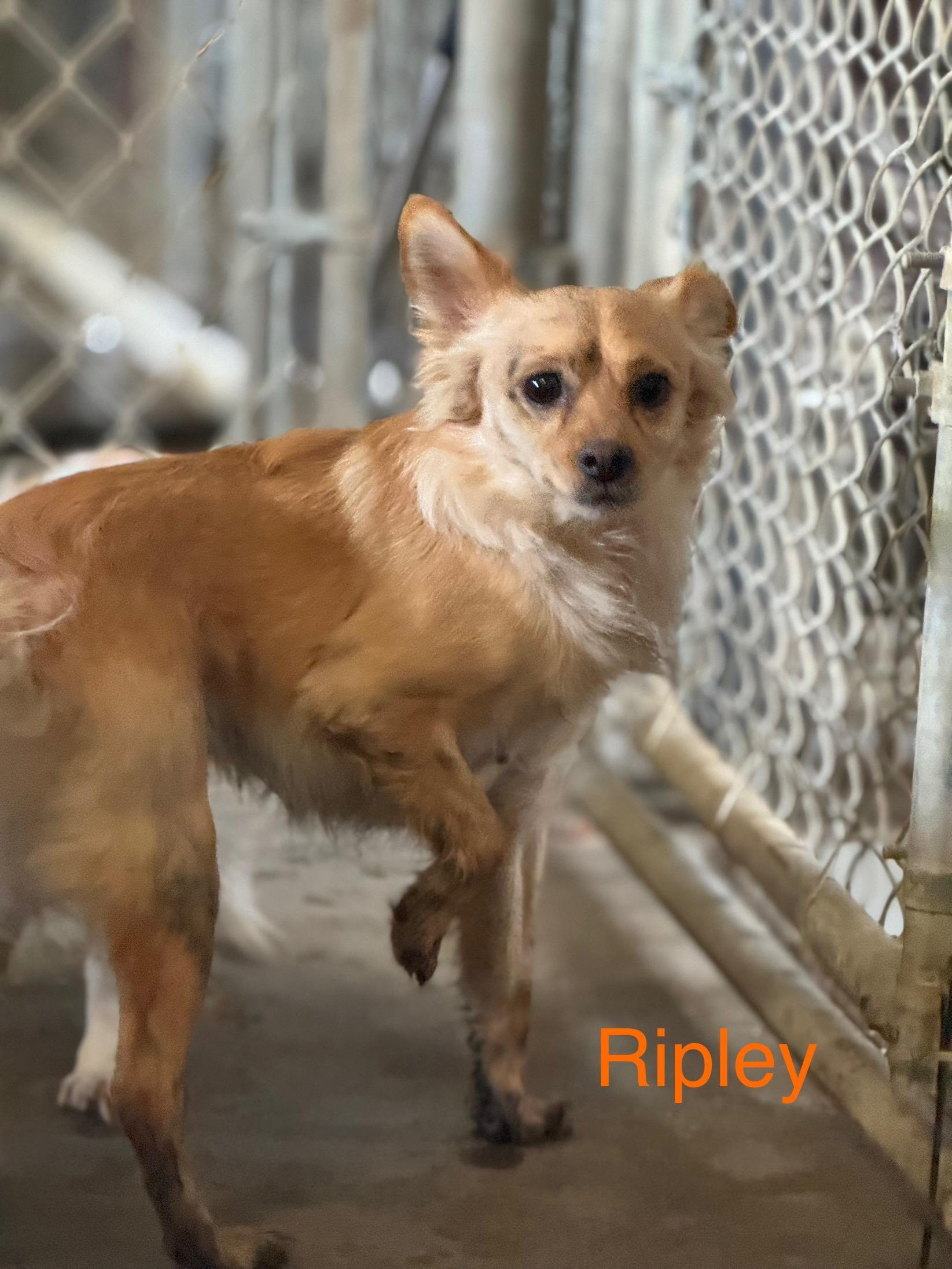 Ripley