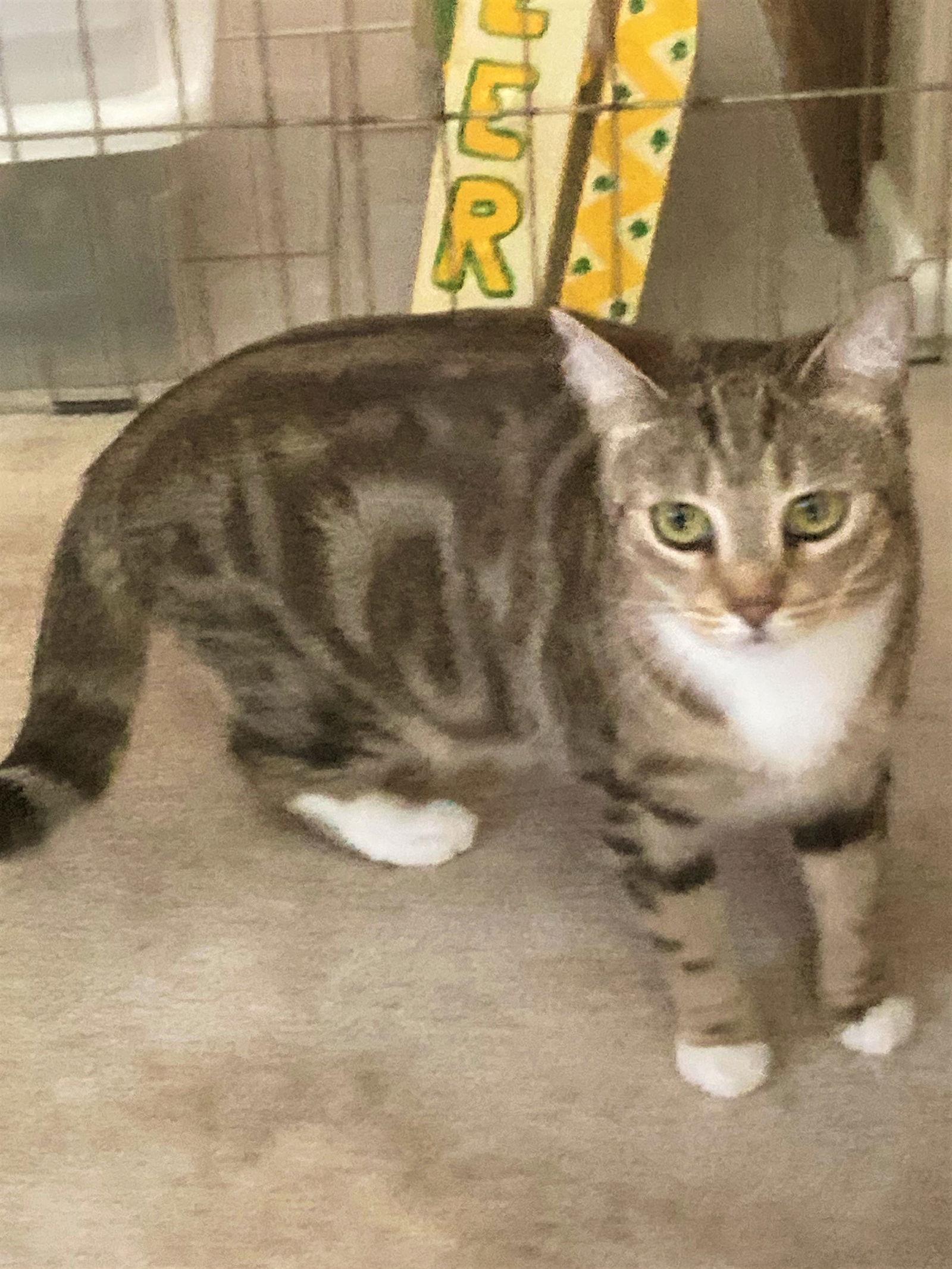 Enlarge Rose, a Adoptable Tabby in Buena Park, CA image 1/6