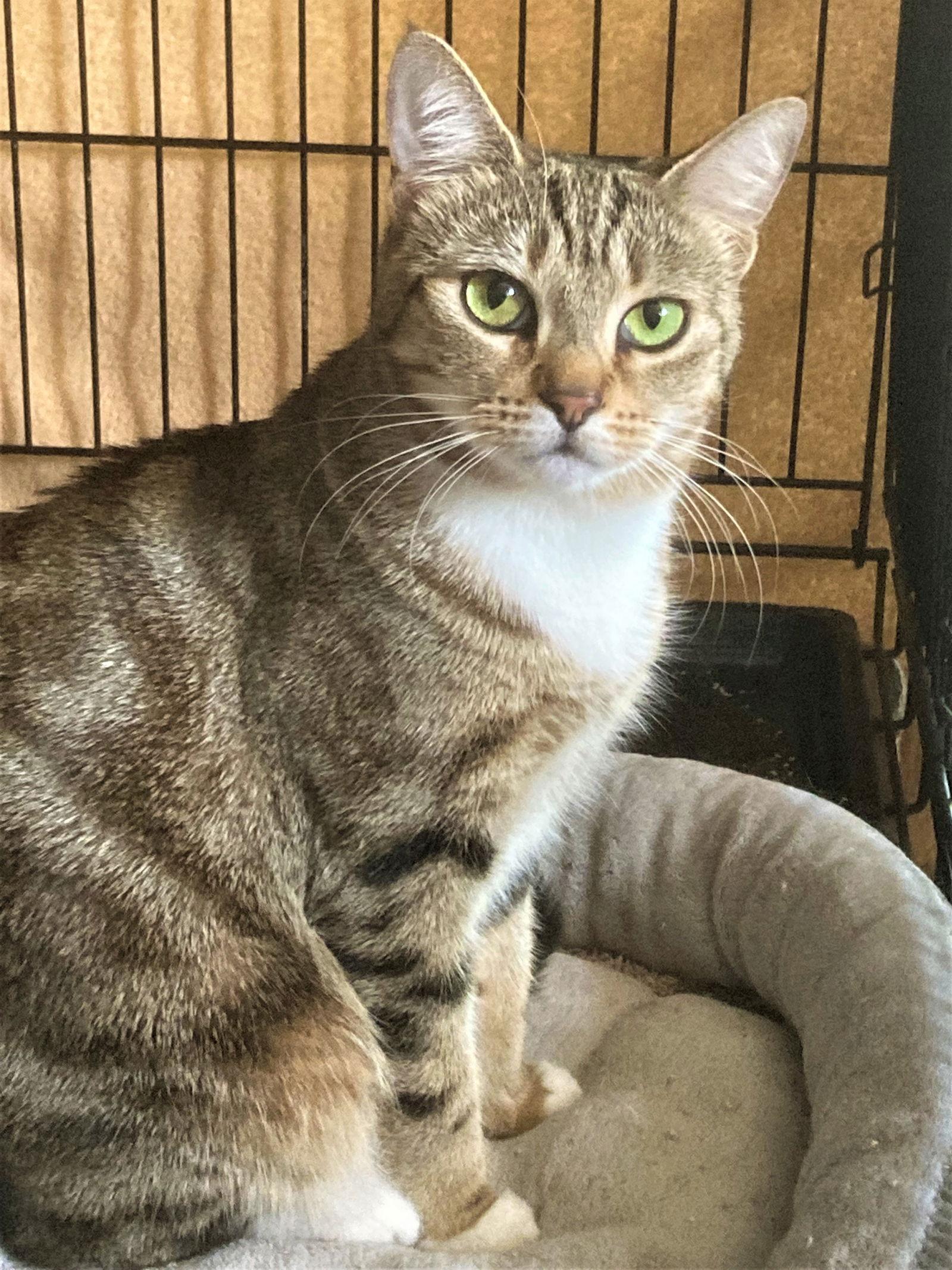 Enlarge Rose, a Adoptable Tabby in Buena Park, CA image 2/6