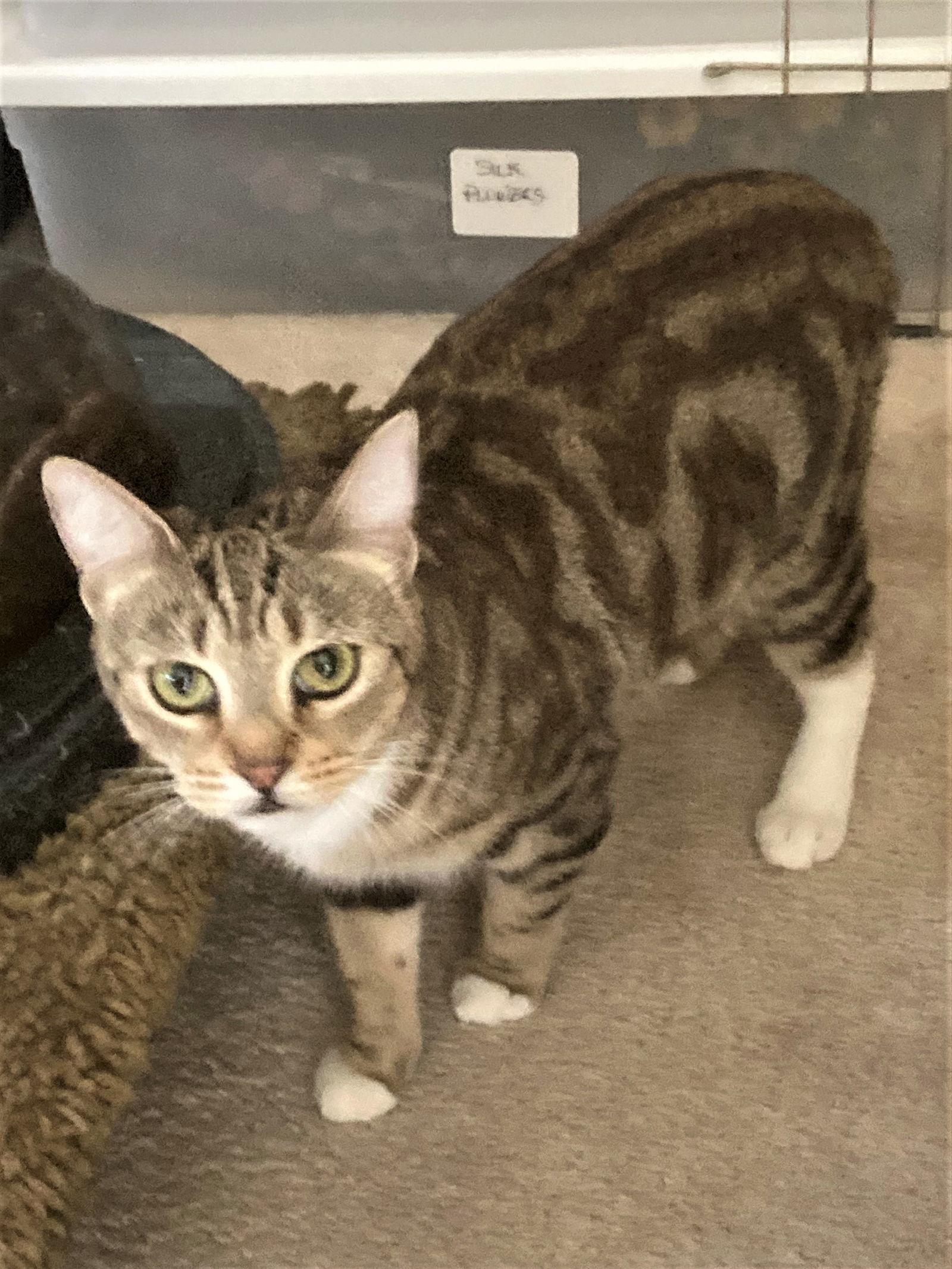 Enlarge Rose, a Adoptable Tabby in Buena Park, CA image 3/6