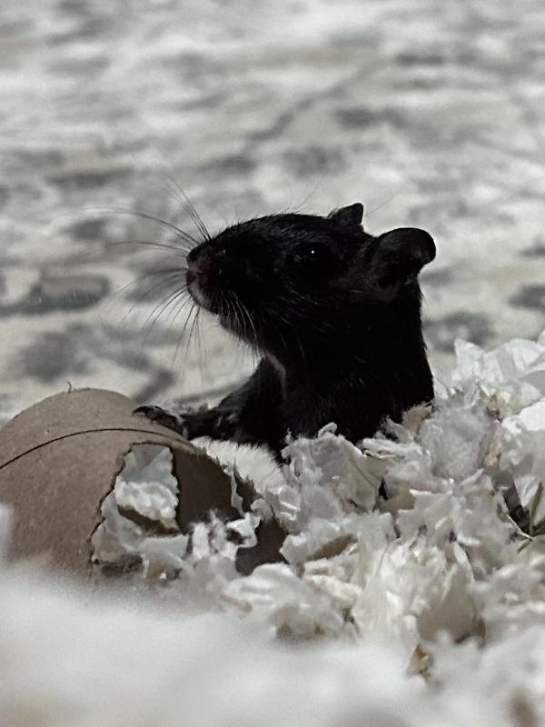 Enlarge Basil & Parsley, a Adopted Gerbil in Dedham, MA image 2/2