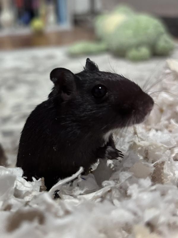 Basil & Parsley, Adopted, Young Male Gerbil.