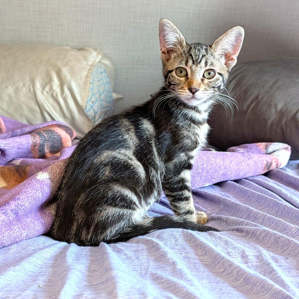 Enlarge AppleJax, a Adopted Domestic Short Hair in Washoe Valley, NV image 1/3