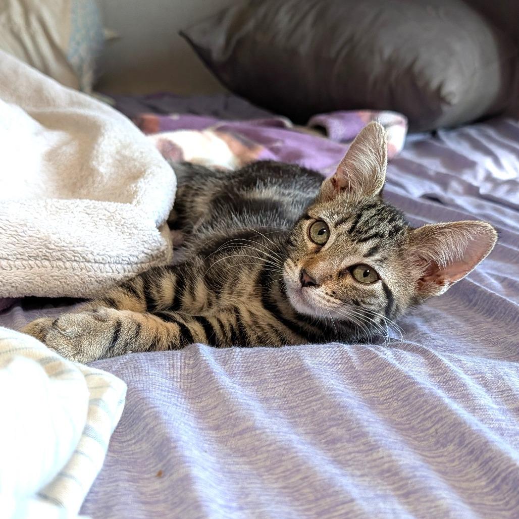 Enlarge AppleJax, a Adopted Domestic Short Hair in Washoe Valley, NV image 2/3