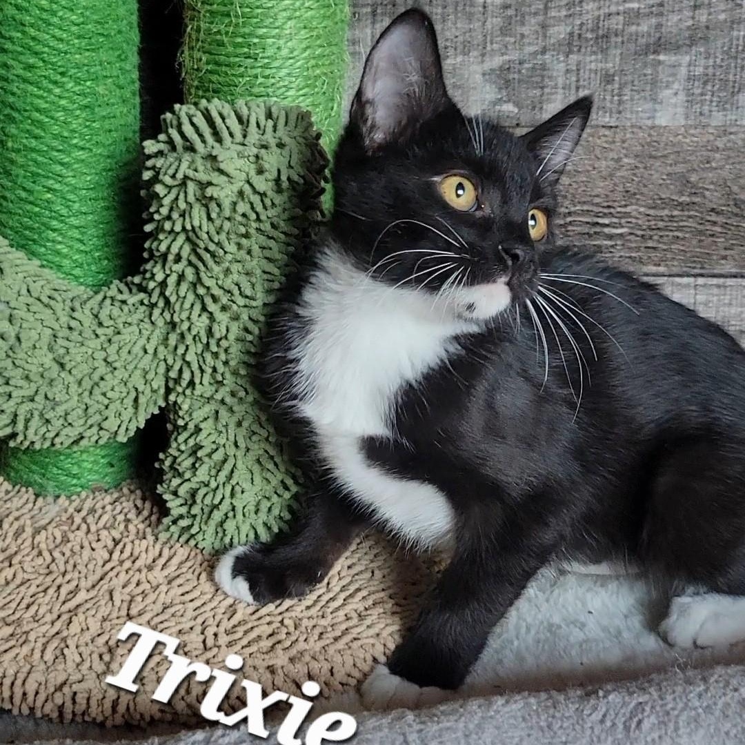 Trixie