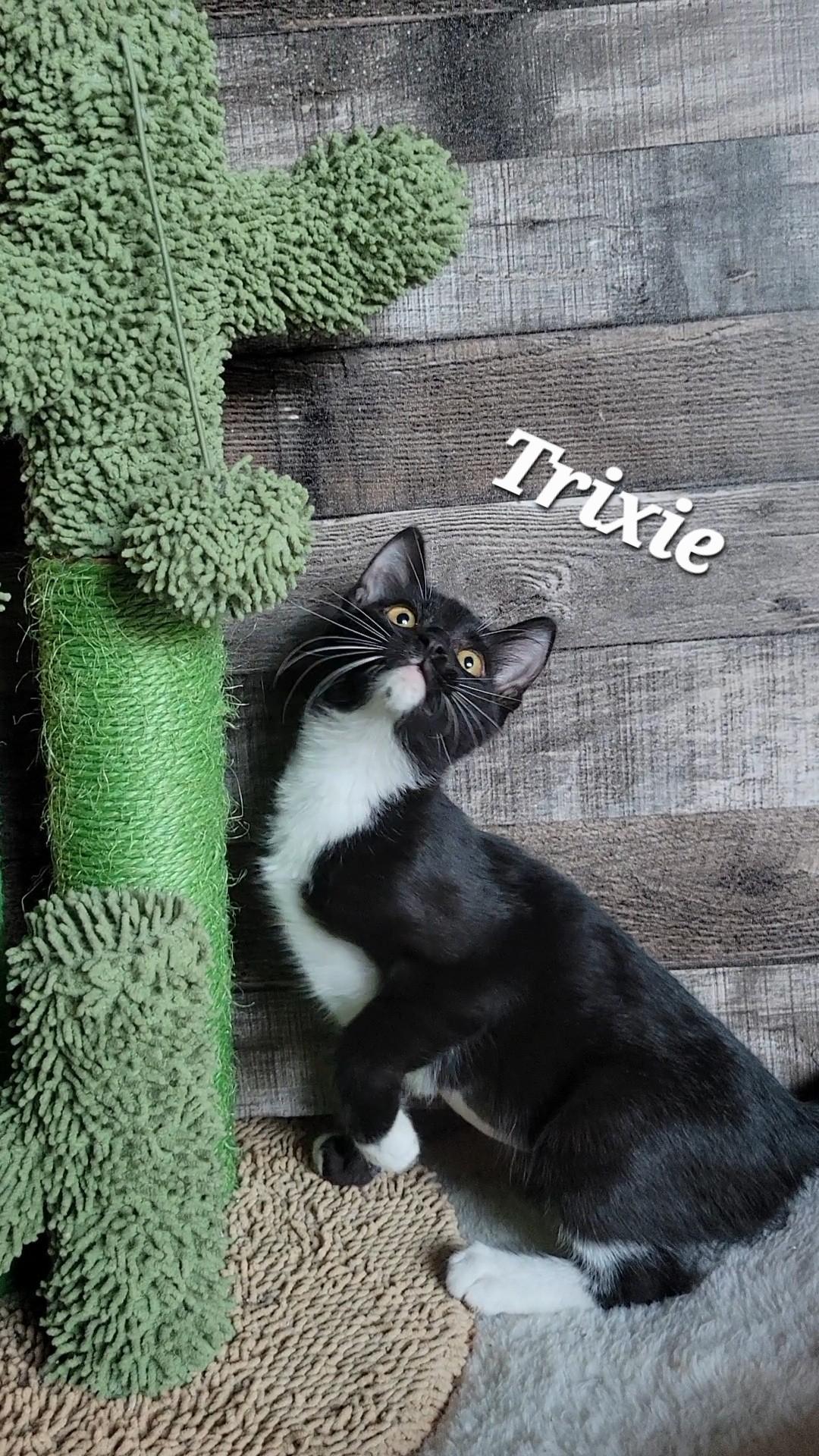 Trixie