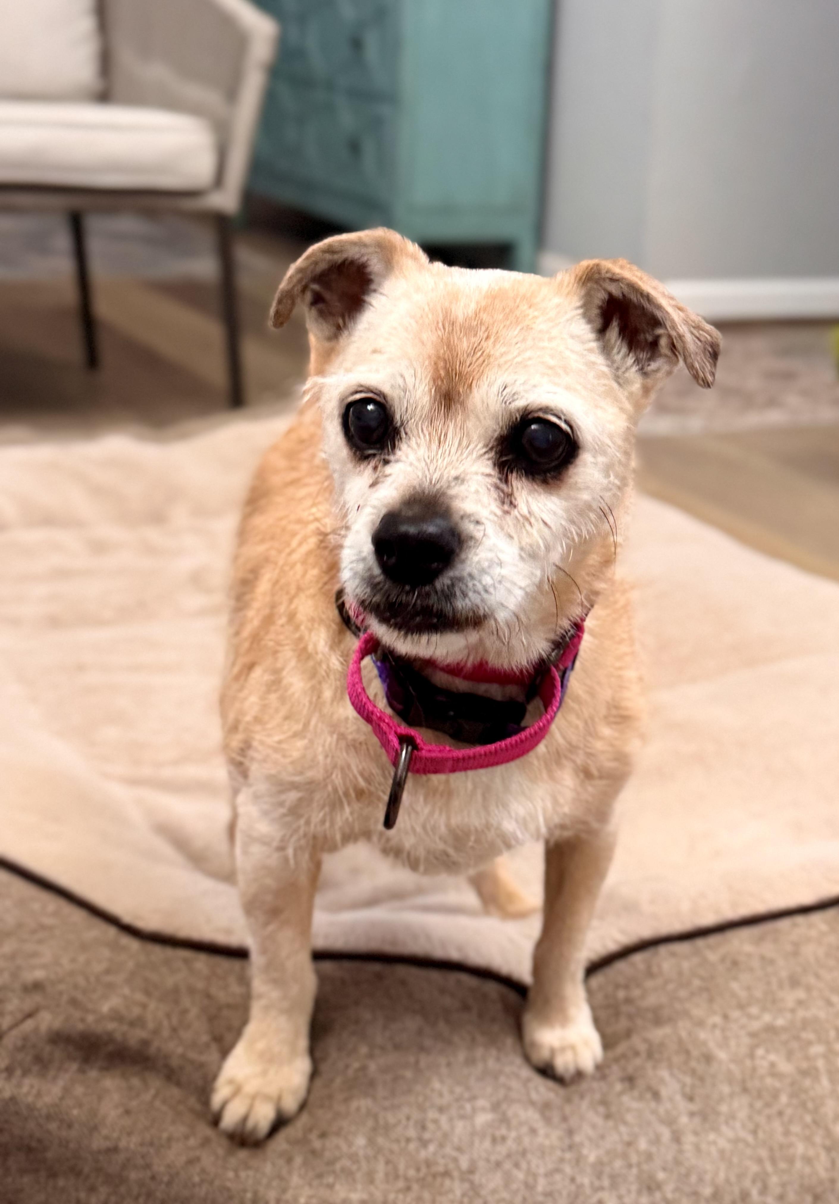 Moxie, a ADOPTABLE mixed breed in Scottsdale, AZ image 2/3