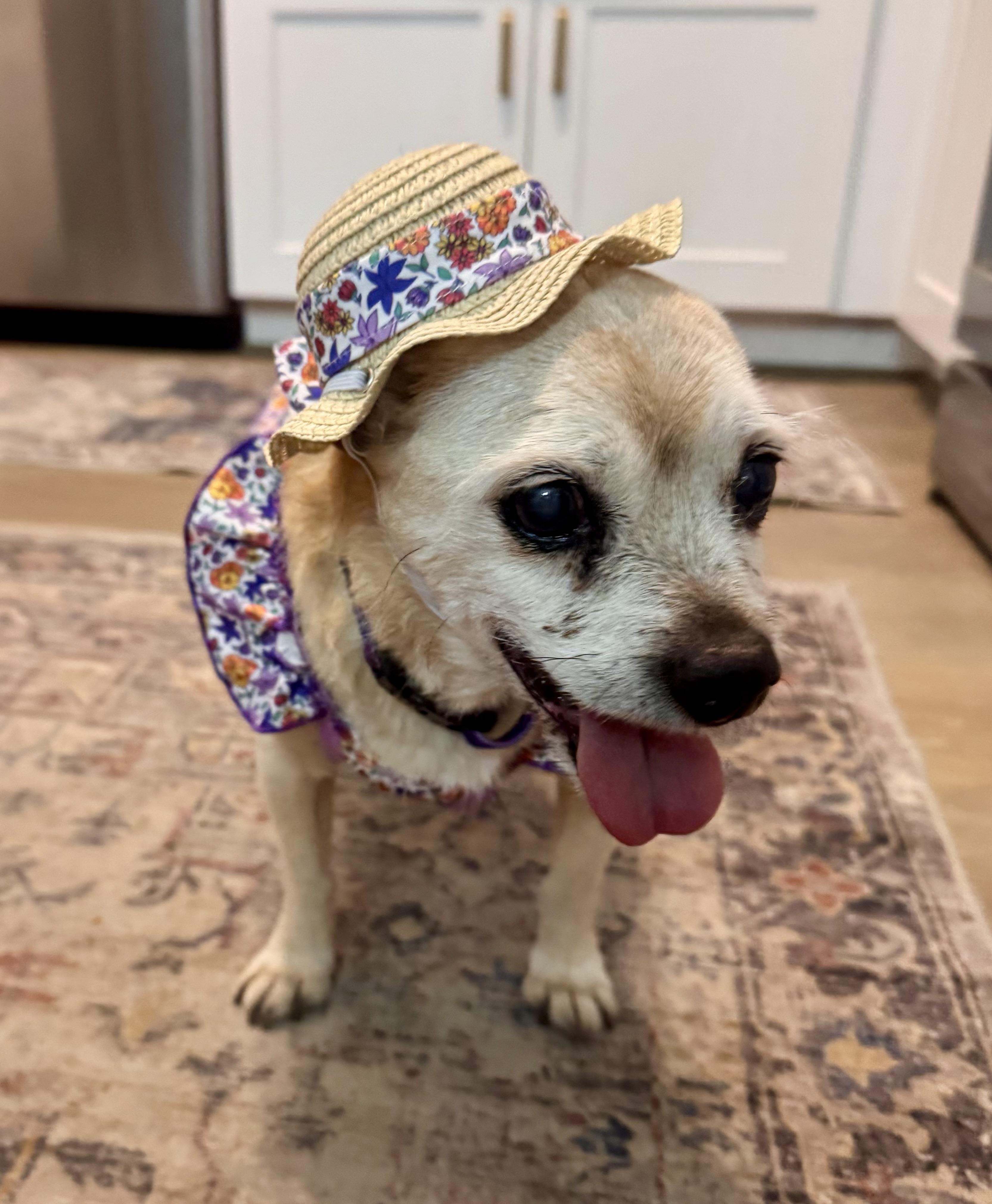 Moxie, ADOPTABLE, Senior Female Jack Russell Terrier & Pug.