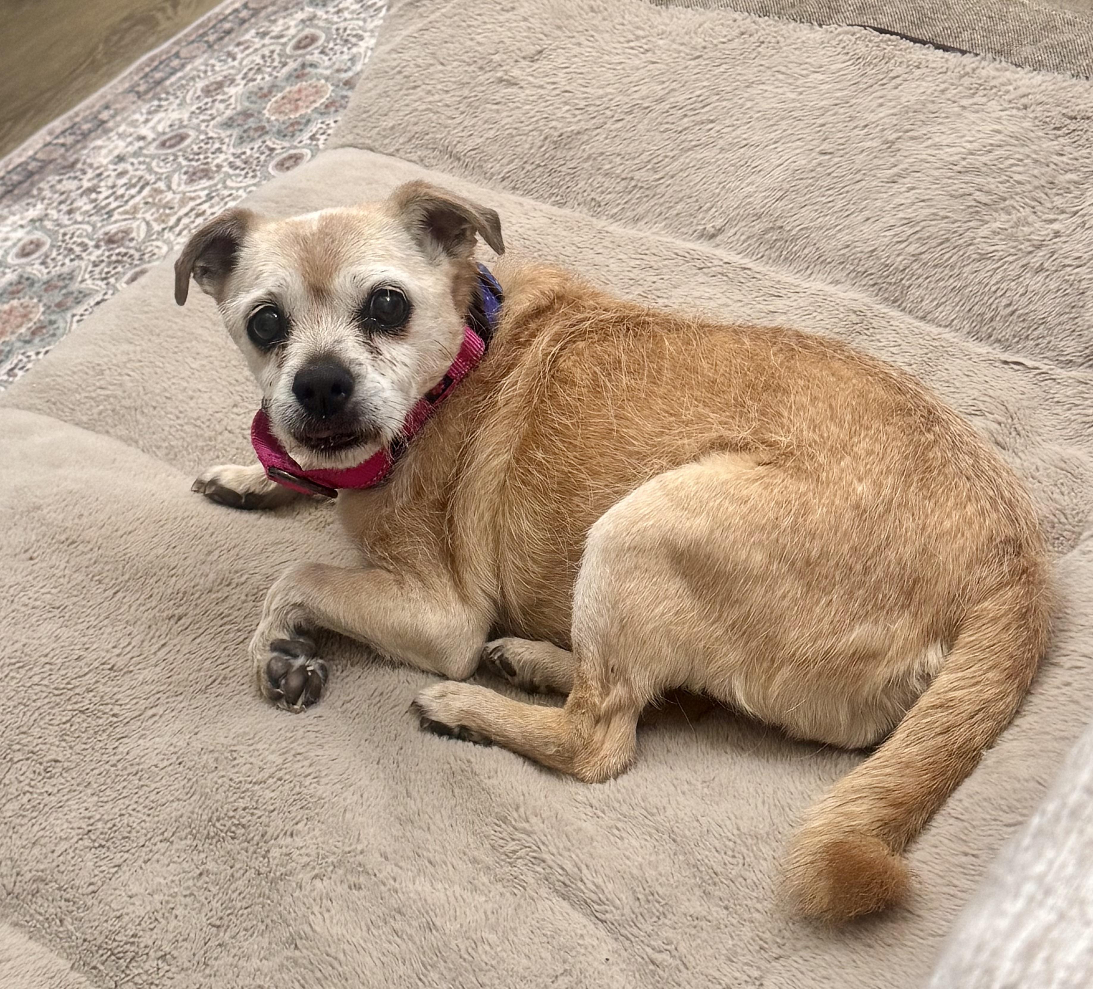 Moxie, a ADOPTABLE mixed breed in Scottsdale, AZ image 3/3
