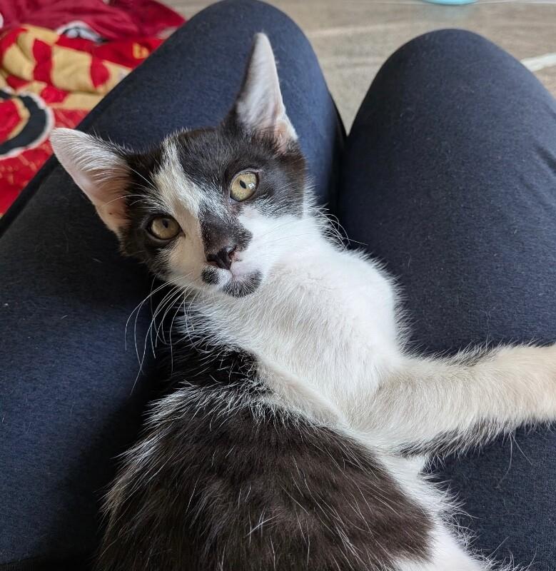 Bruin - Stanley Cup Litter, a Adoptable Domestic Medium Hair in Anthem, AZ image 1/6