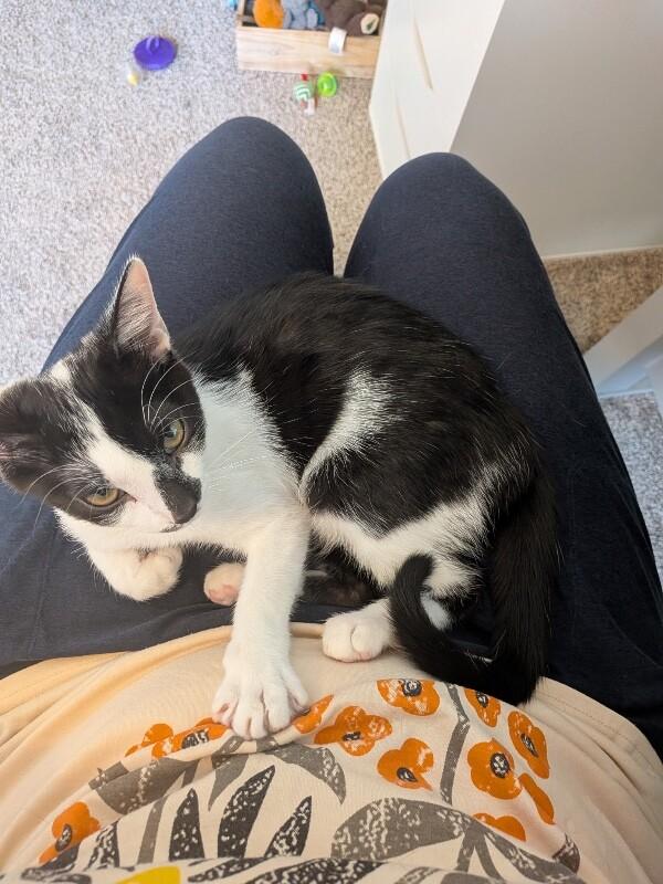 Bruin - Stanley Cup Litter, a Adoptable Domestic Medium Hair in Anthem, AZ image 2/6
