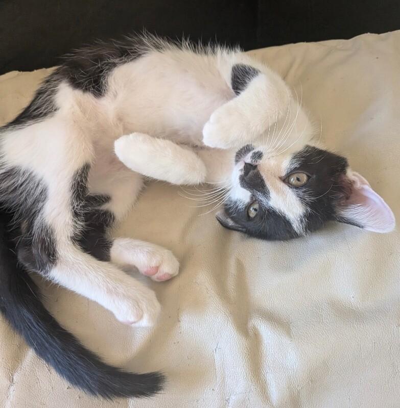Bruin - Stanley Cup Litter, a Adoptable Domestic Medium Hair in Anthem, AZ image 3/6