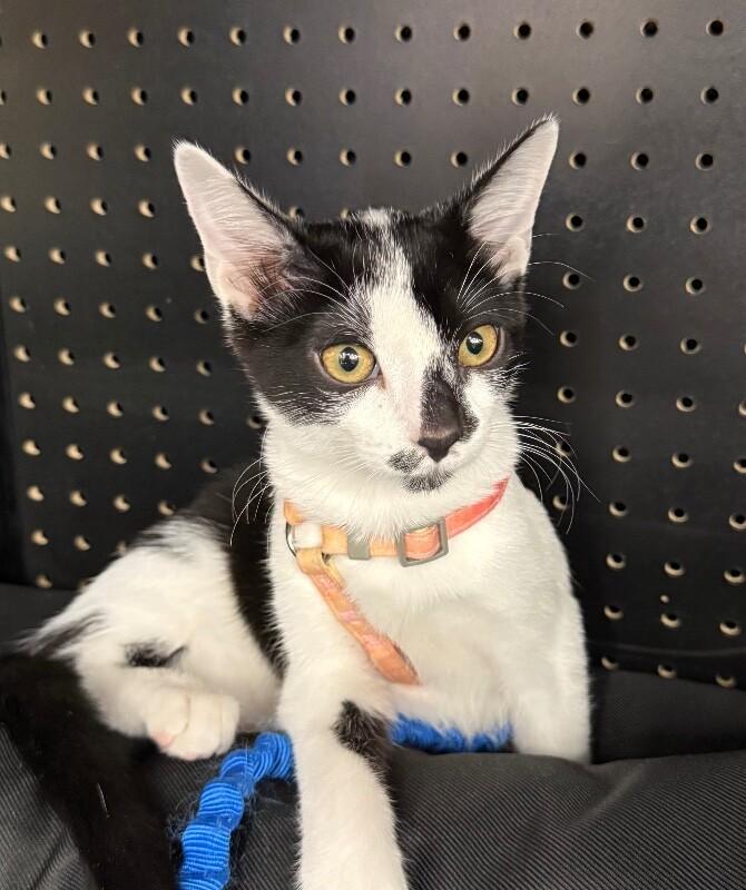 Bruin - Stanley Cup Litter, a Adoptable Domestic Medium Hair in Anthem, AZ image 4/6