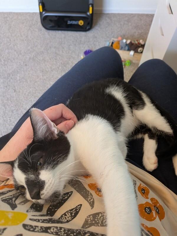 Bruin - Stanley Cup Litter, a Adoptable Domestic Medium Hair in Anthem, AZ image 5/6