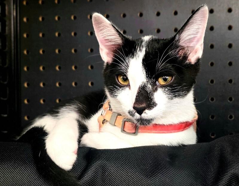 Bruin - Stanley Cup Litter, a Adoptable Domestic Medium Hair in Anthem, AZ image 6/6
