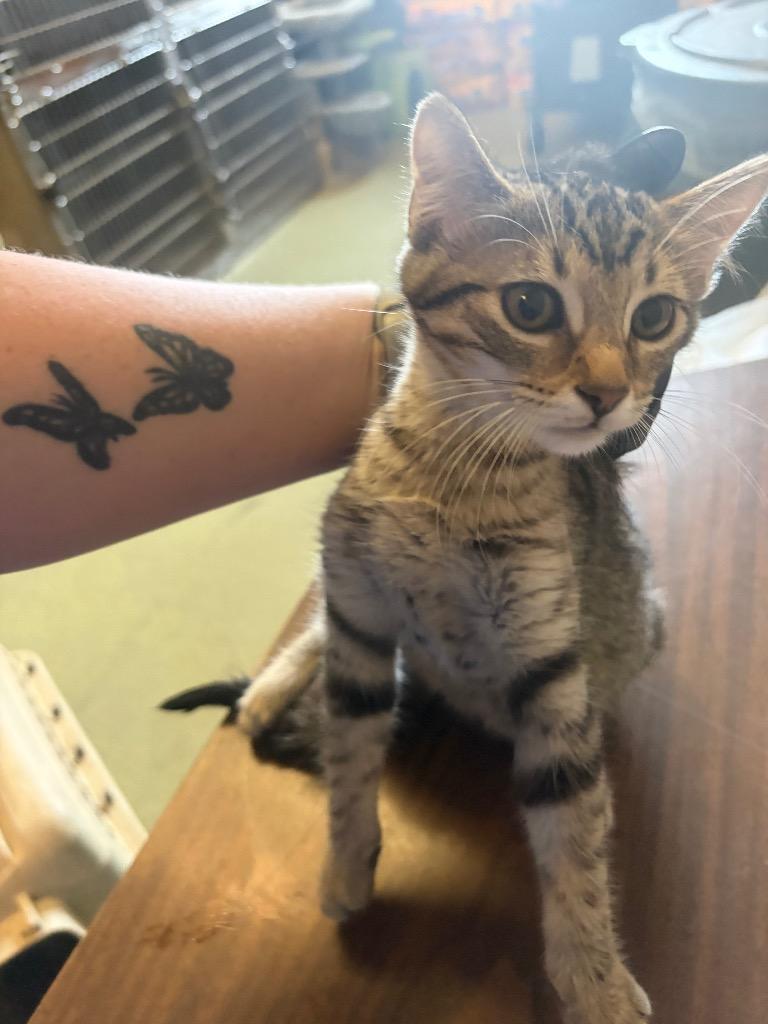 Mufasa, Adoptable, Kitten Male Domestic Short Hair.