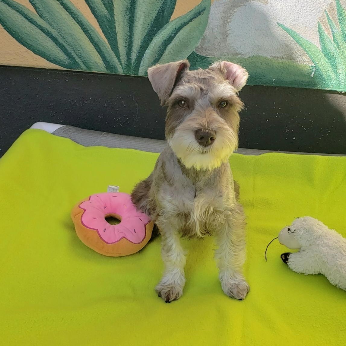 Enlarge Teddy, an adopted Schnauzer in Gardena, CA image 3/4