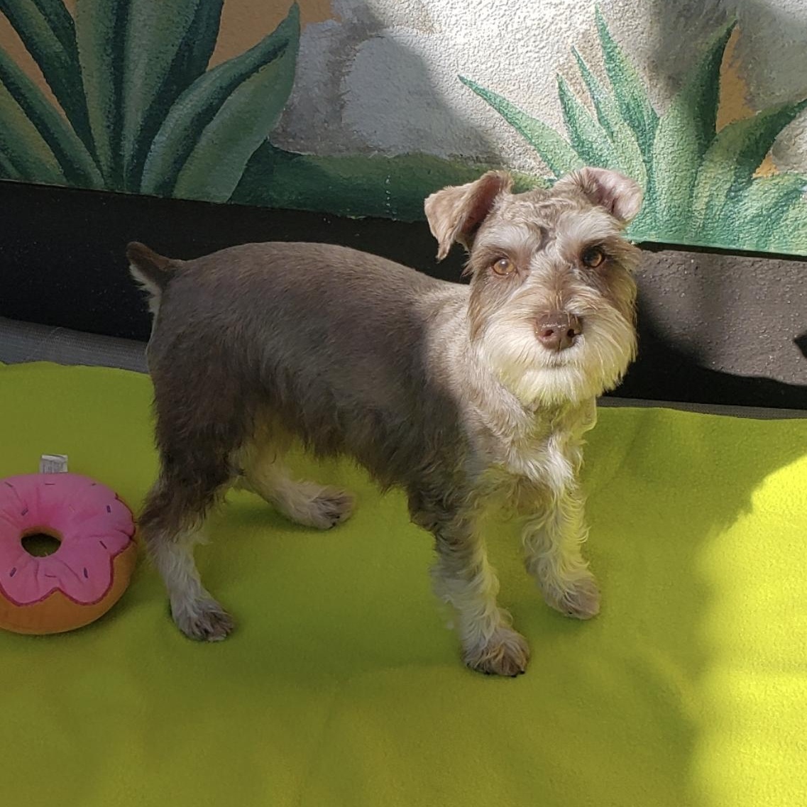 Enlarge Teddy, an adopted Schnauzer in Gardena, CA image 2/4