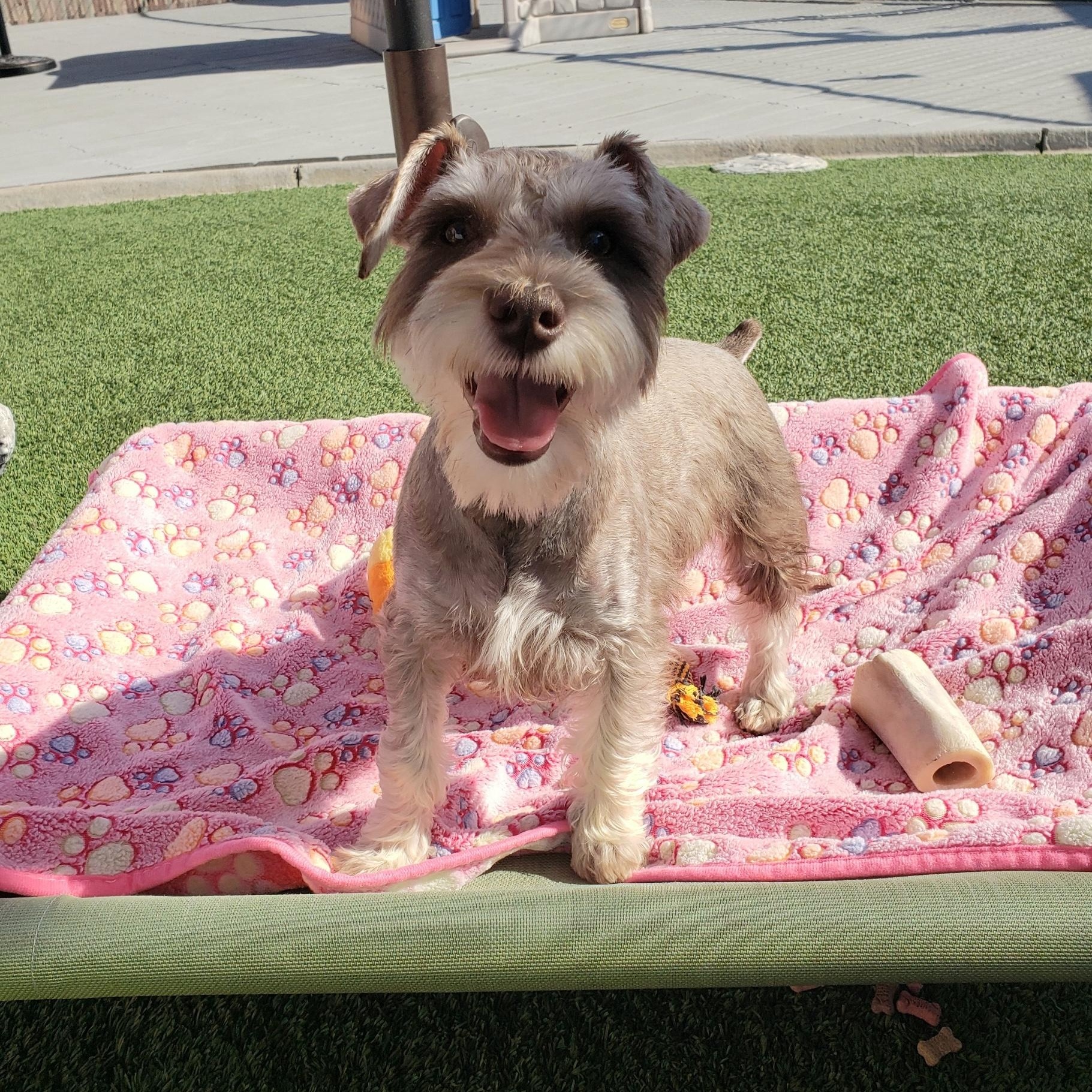 Enlarge Teddy, an adopted Schnauzer in Gardena, CA image 4/4