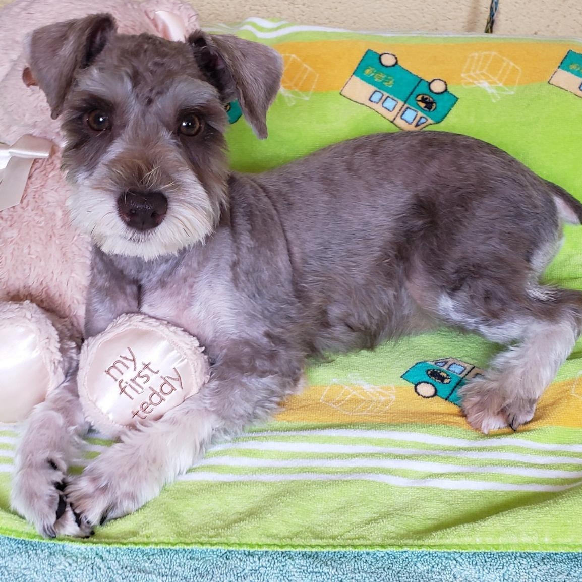 Teddy, adopted, Young Male Schnauzer.