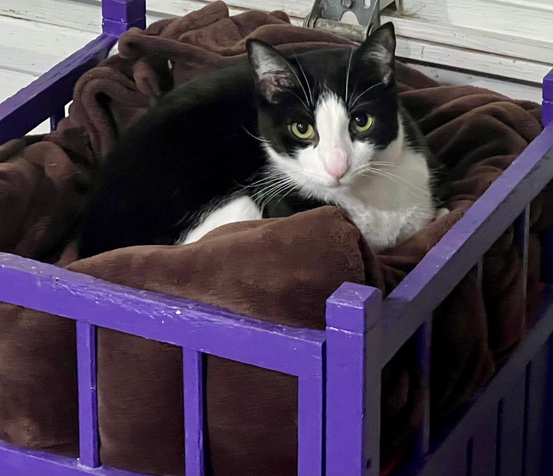 Pepper, a Adoptable Domestic Short Hair in Gilroy, CA image 2/4