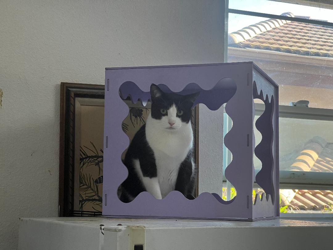 Pepper, a Adoptable Domestic Short Hair in Gilroy, CA image 1/4