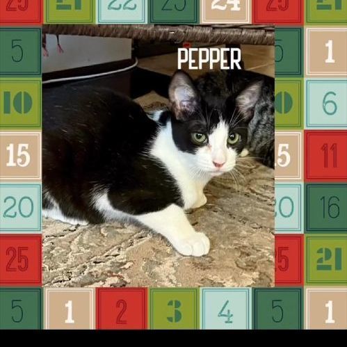 Pepper, an adoptable Domestic Short Hair in Gilroy, CA, 95020 | Photo Image 4