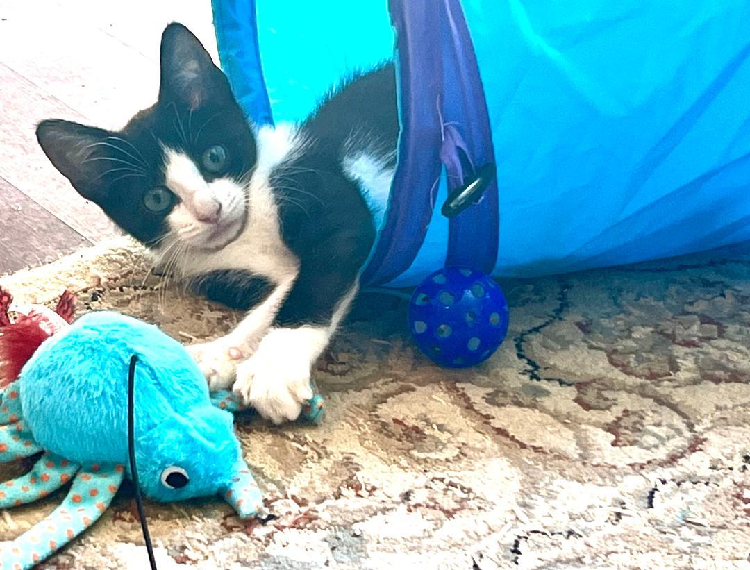 Pepper, an adoptable Domestic Short Hair in Gilroy, CA, 95020 | Photo Image 3