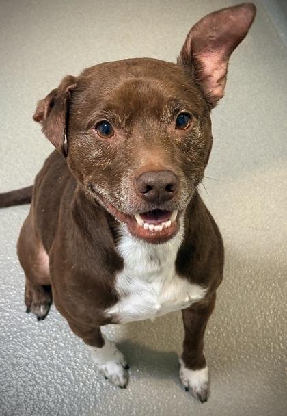 Lan, Adoptable, Adult Male Pit Bull Terrier & Mixed Breed.