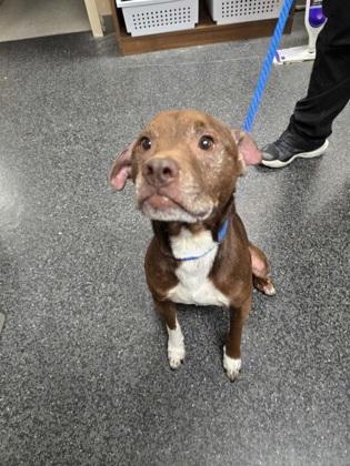 Lan, a Adoptable mixed breed in Roseville, CA image 2/3