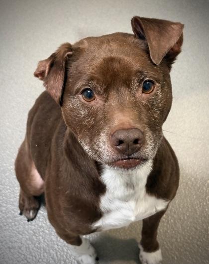 Lan, a Adoptable mixed breed in Roseville, CA image 3/3