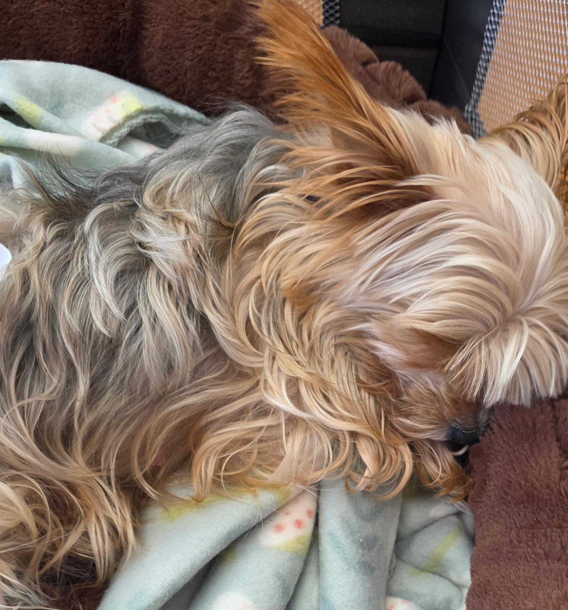 Enlarge Ginger. ADOPTED, a ADOPTABLE Yorkshire Terrier in Union Grove, WI image 3/4
