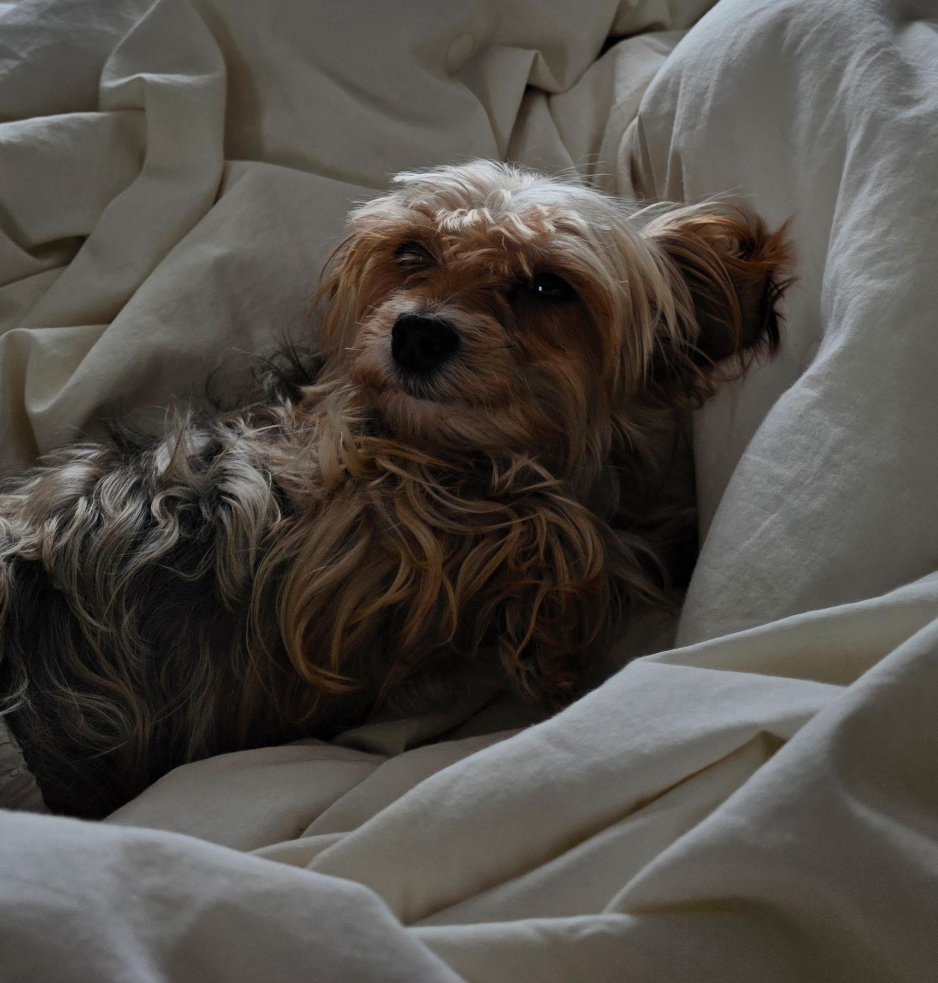 Enlarge Ginger. ADOPTED, a ADOPTABLE Yorkshire Terrier in Union Grove, WI image 1/4