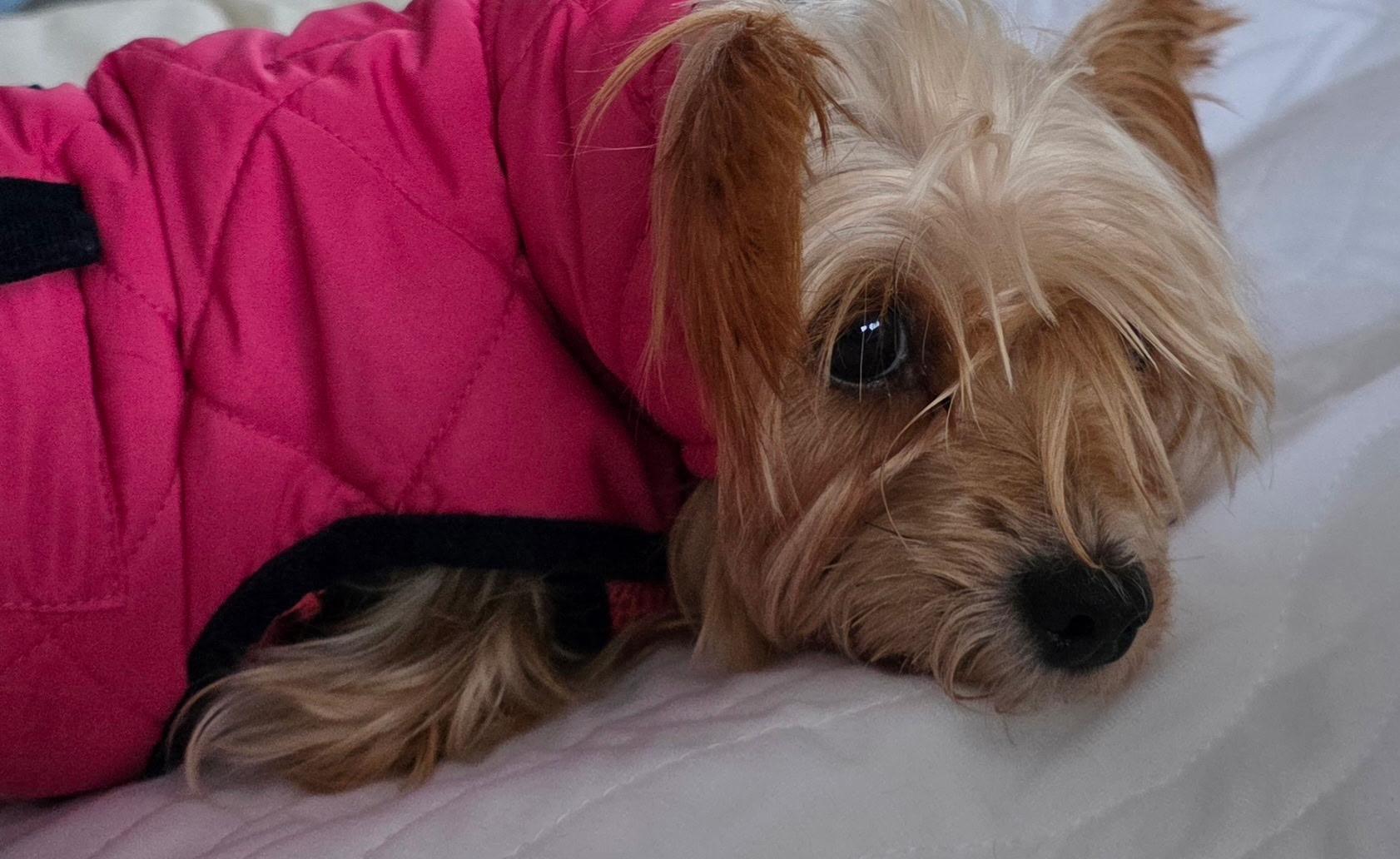 Enlarge Ginger. ADOPTED, a ADOPTABLE Yorkshire Terrier in Union Grove, WI image 4/4