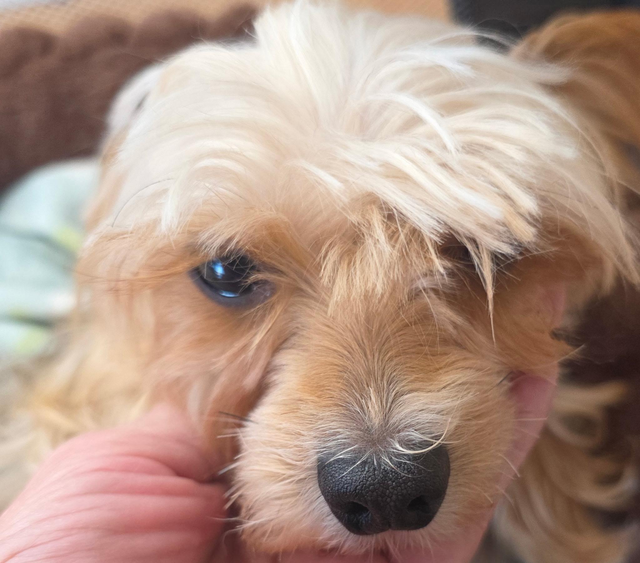 Ginger. ADOPTED — thumbnail 4