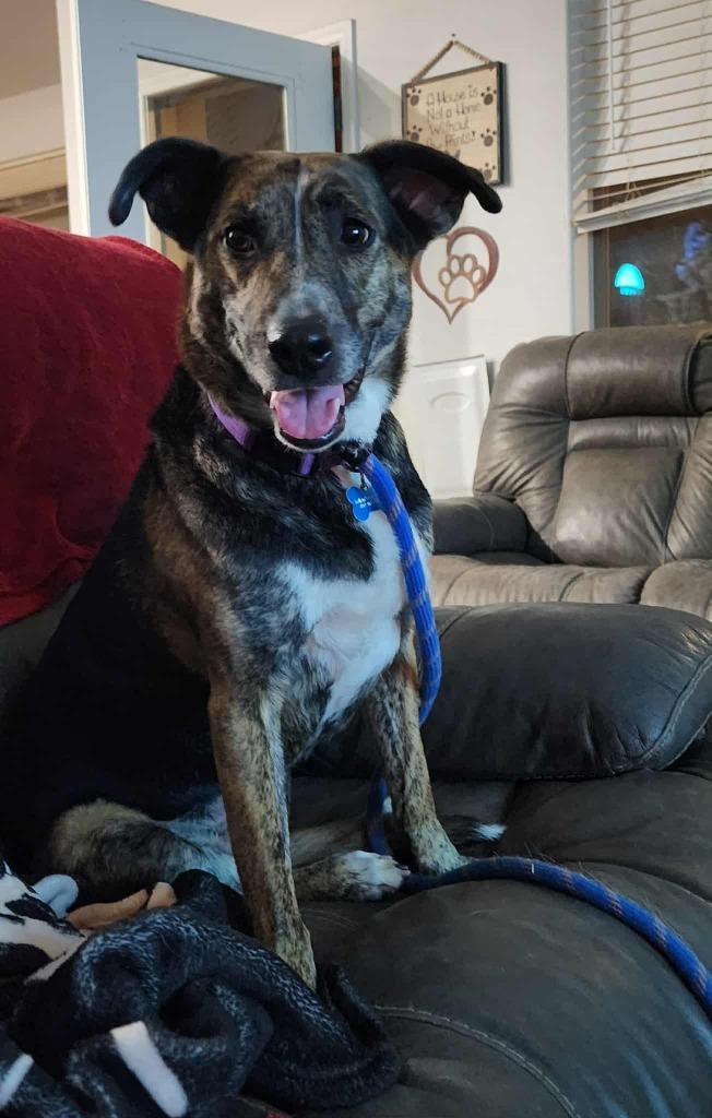 Enlarge Belle, a Adoptable Dutch Shepherd in Mesa, AZ image 1/6