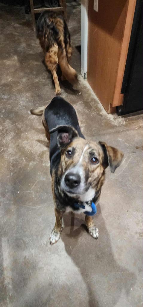 Enlarge Belle, a Adoptable Dutch Shepherd in Mesa, AZ image 2/6