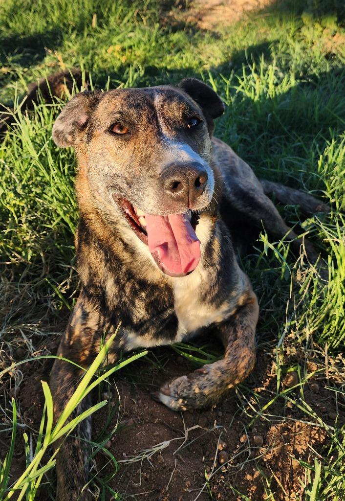 Enlarge Belle, a Adoptable Dutch Shepherd in Mesa, AZ image 3/6