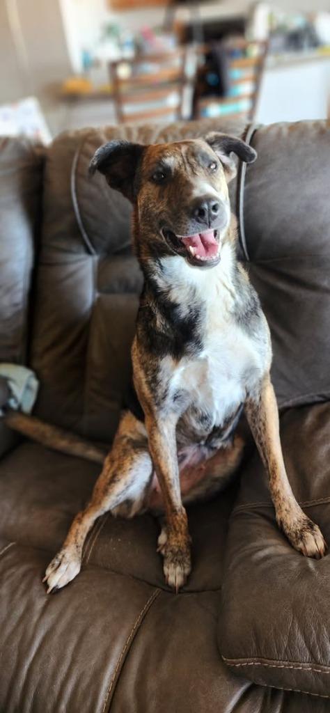 Enlarge Belle, a Adoptable Dutch Shepherd in Mesa, AZ image 5/6