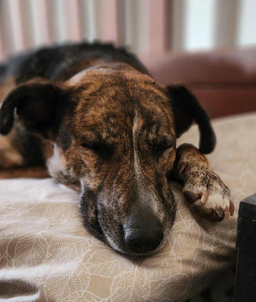Enlarge Belle, a Adoptable Dutch Shepherd in Mesa, AZ image 6/6