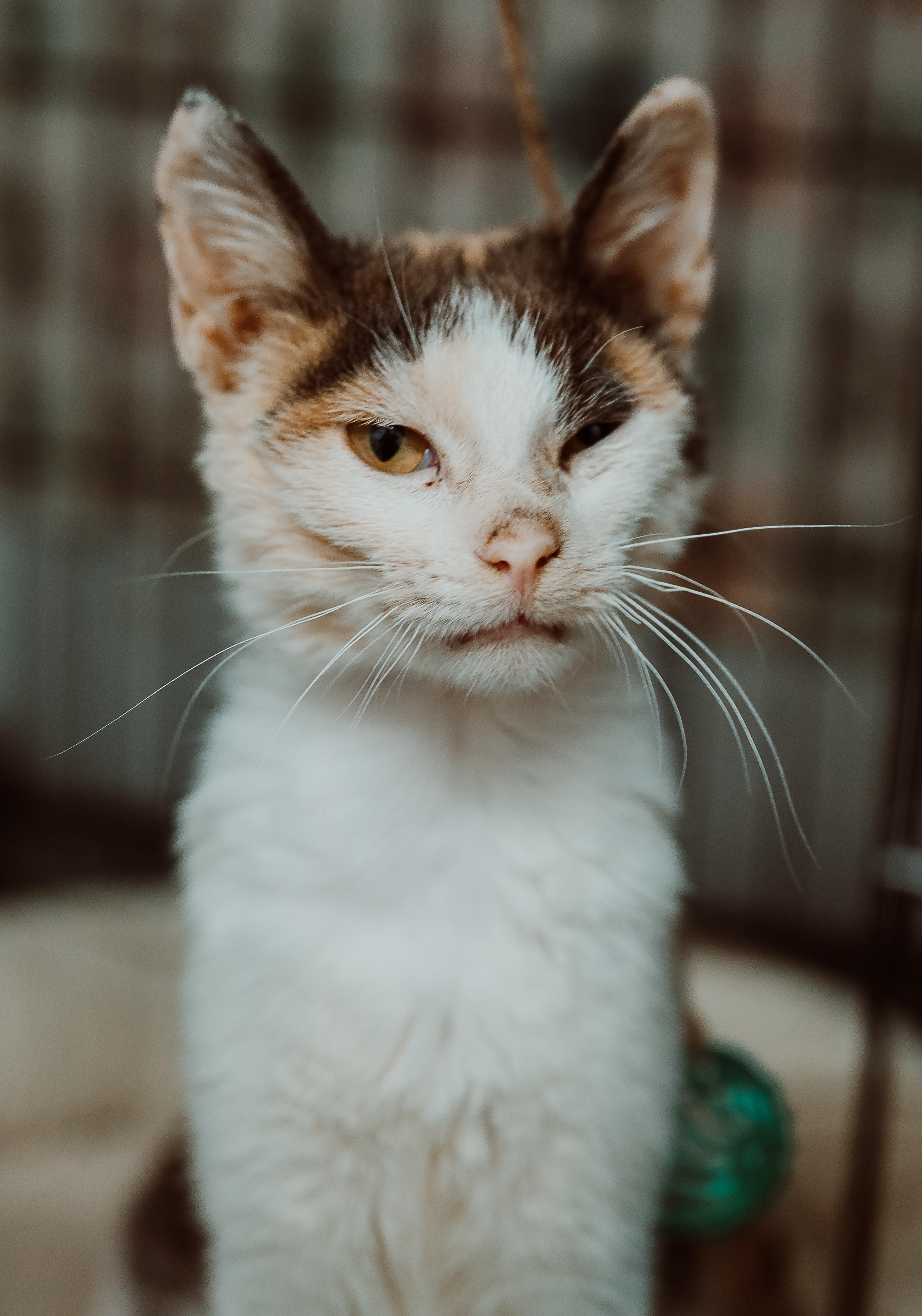 Enlarge Mishuwa, an adopted Calico in Le Mars, IA image 1/1