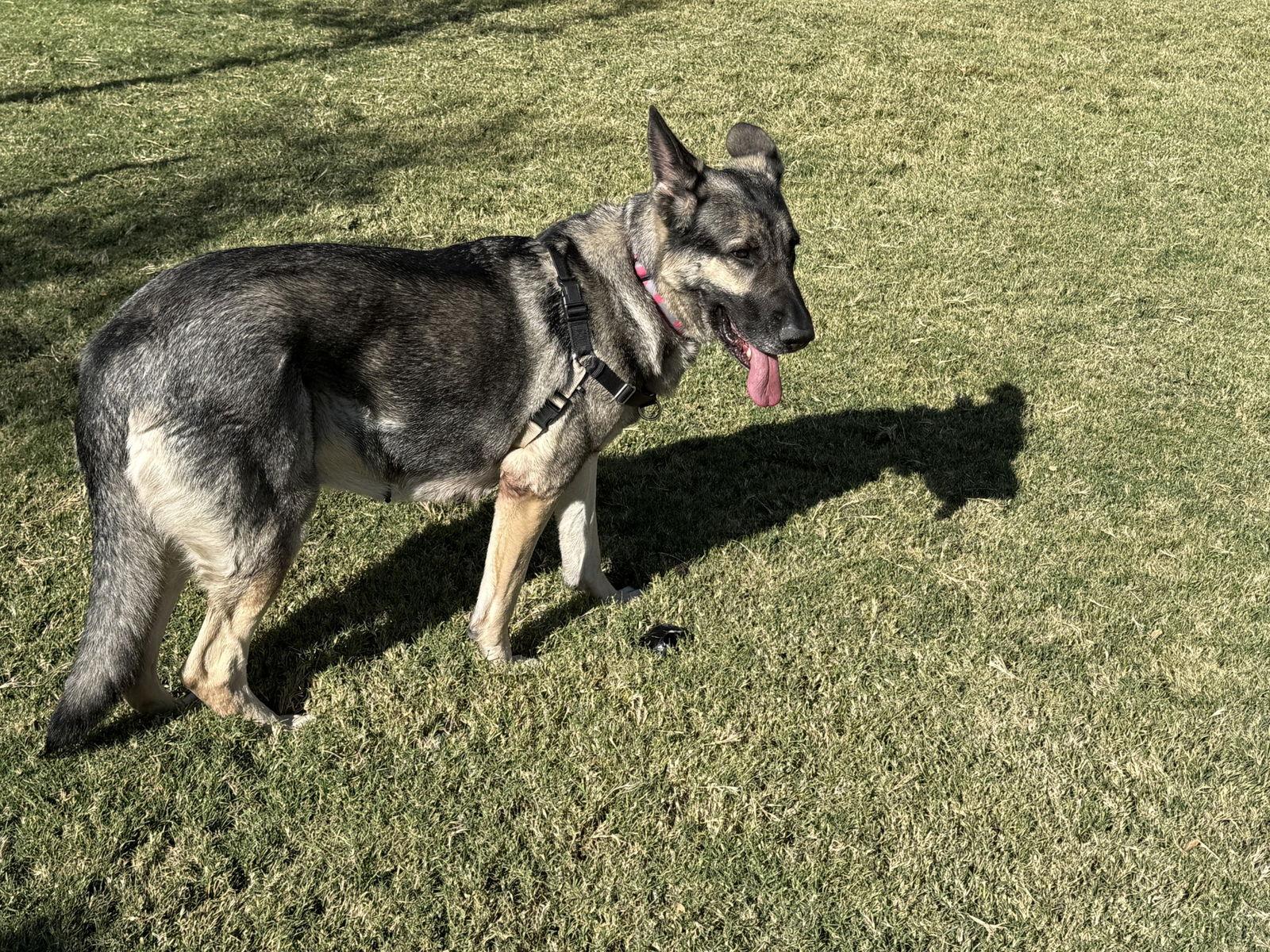 Kaia, Adoptable, Senior Female German Shepherd Dog.