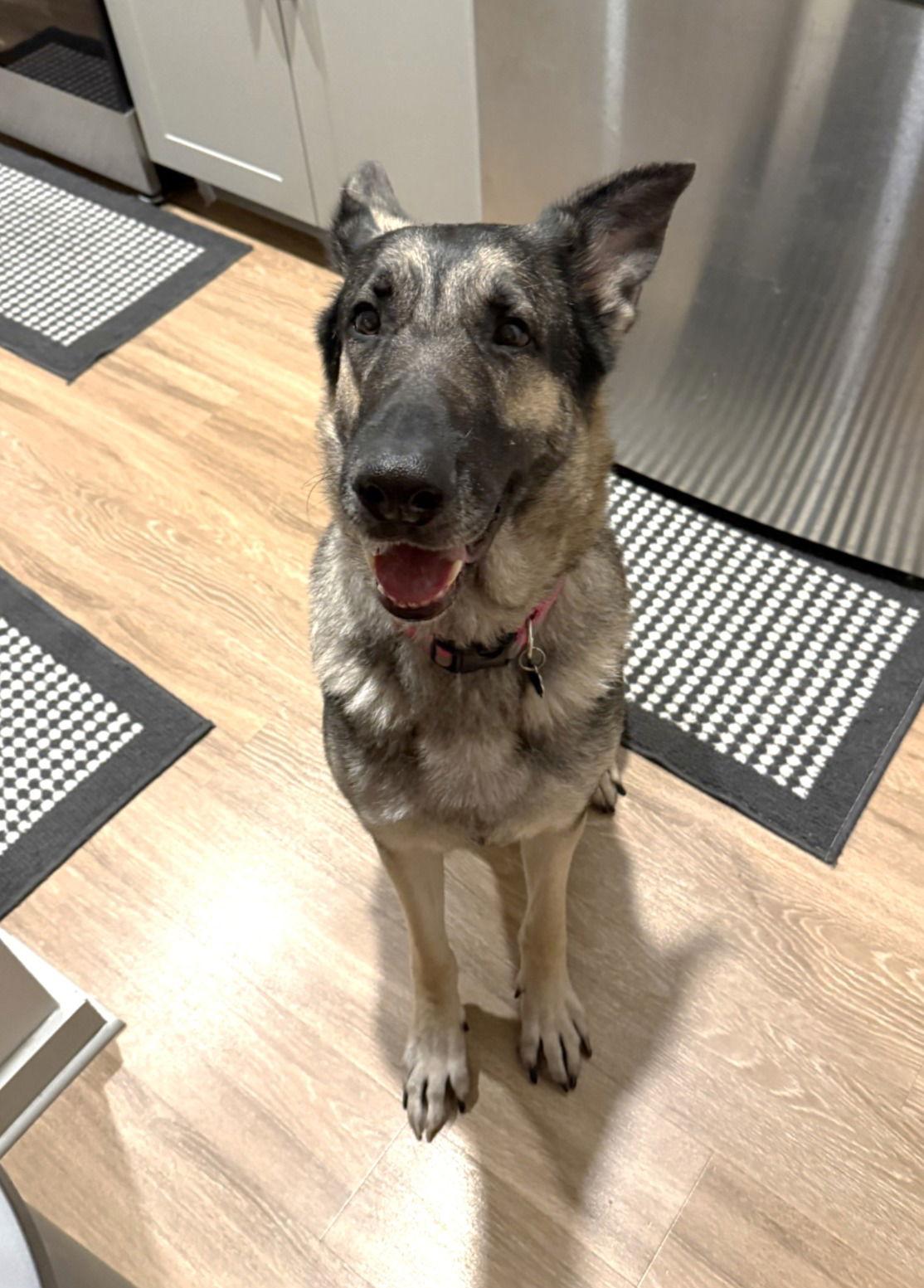 Kaia, a Adoptable German Shepherd Dog in McKinney, TX image 2/3