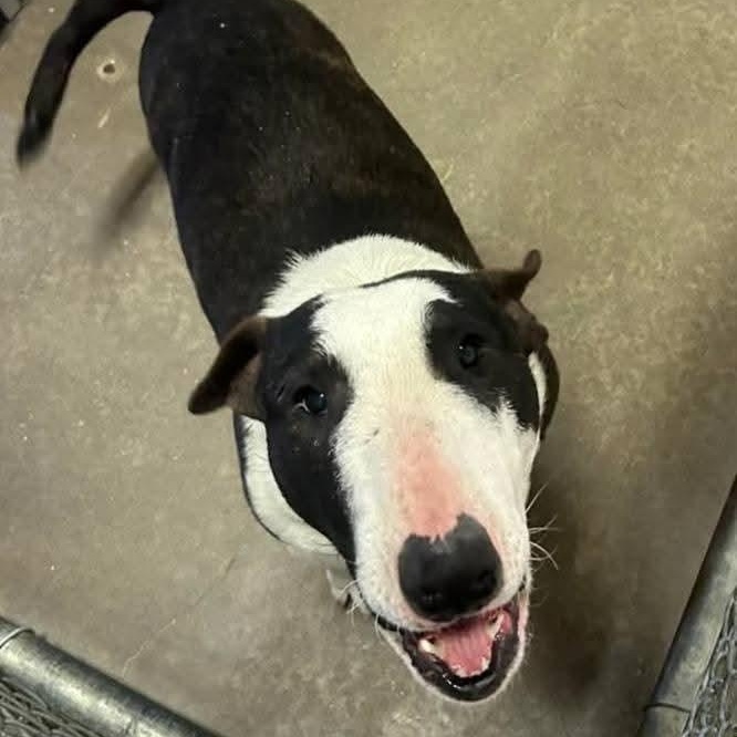 Enlarge Lieutenant Dan, a ADOPTABLE Miniature Bull Terrier in Glenwood, AR image 4/4