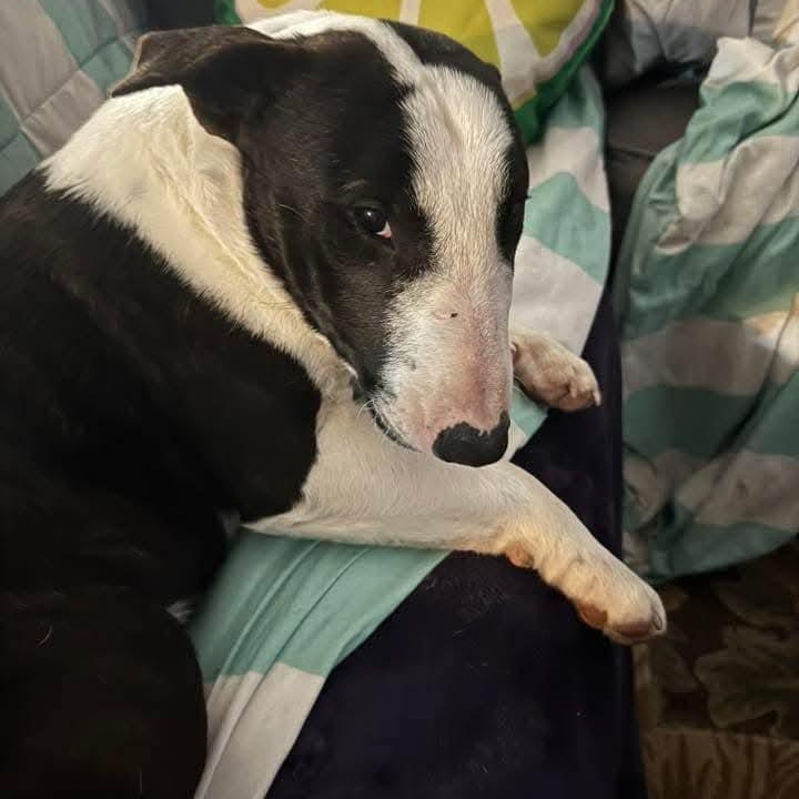 Enlarge Lieutenant Dan, a ADOPTABLE Miniature Bull Terrier in Glenwood, AR image 3/4
