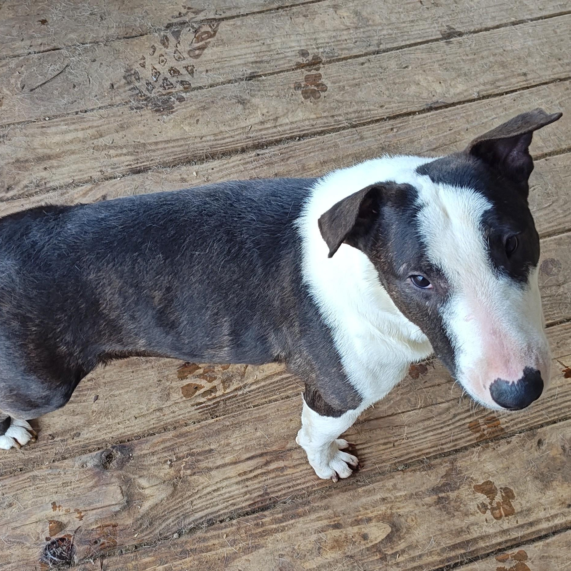 Enlarge Lieutenant Dan, a ADOPTABLE Miniature Bull Terrier in Glenwood, AR image 2/4