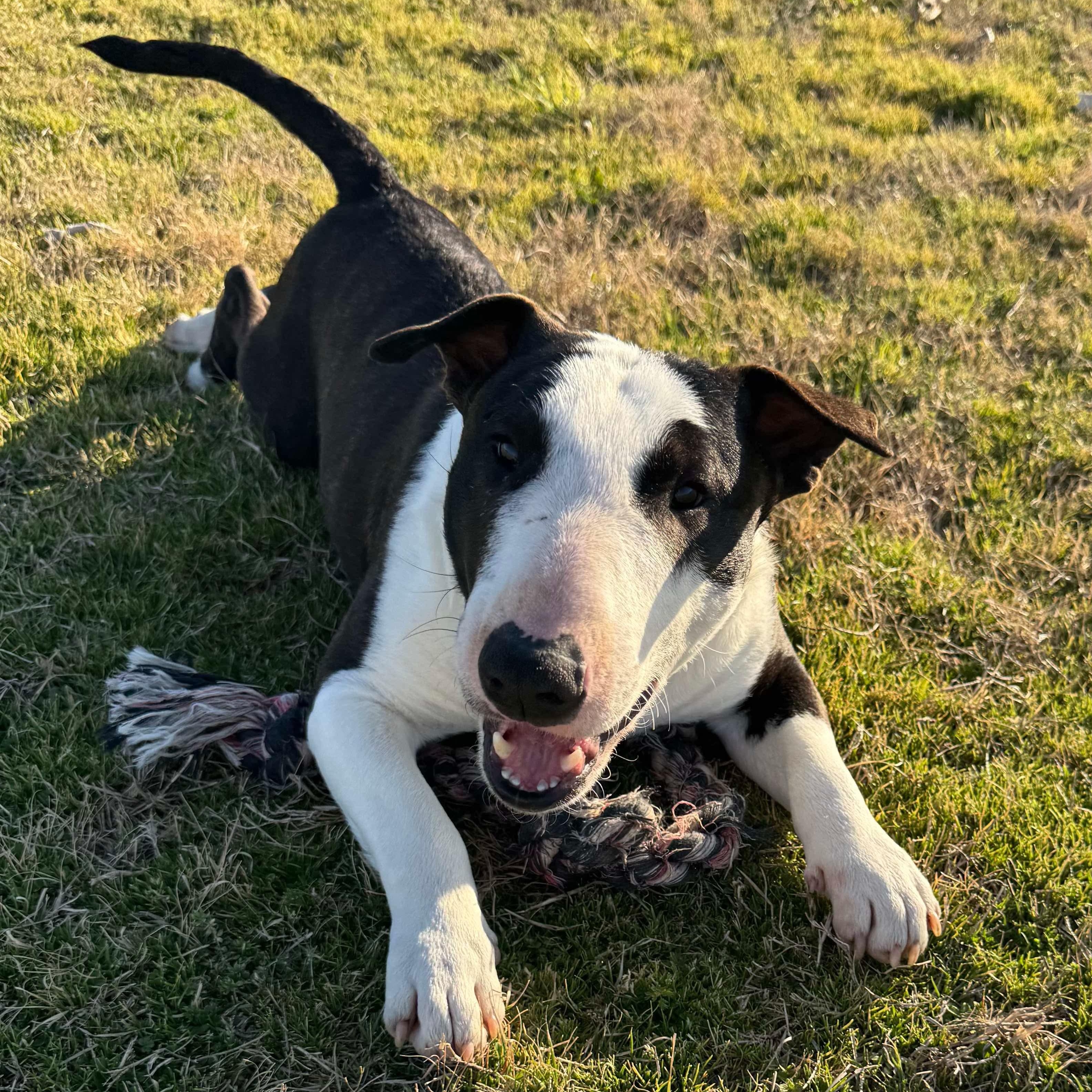 Enlarge Lieutenant Dan, a ADOPTABLE Miniature Bull Terrier in Glenwood, AR image 1/4