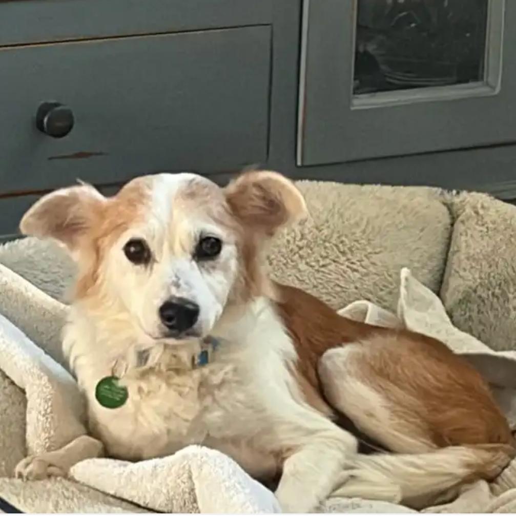 Enlarge Rupert, a Adoptable mixed breed in Greensboro, GA image 1/5