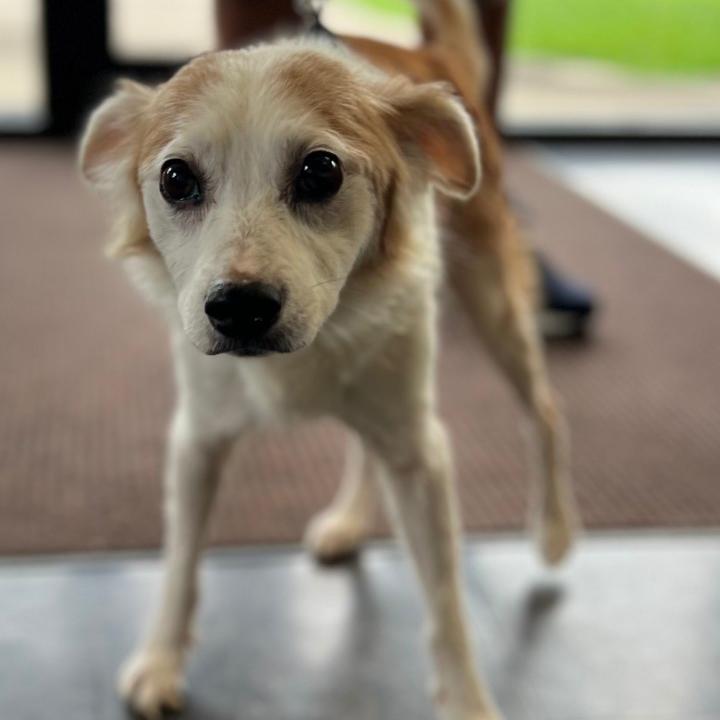 Enlarge Rupert, a Adoptable mixed breed in Greensboro, GA image 2/5